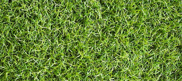 Le diverse tipologie di erba sintetica per il tuo giardino