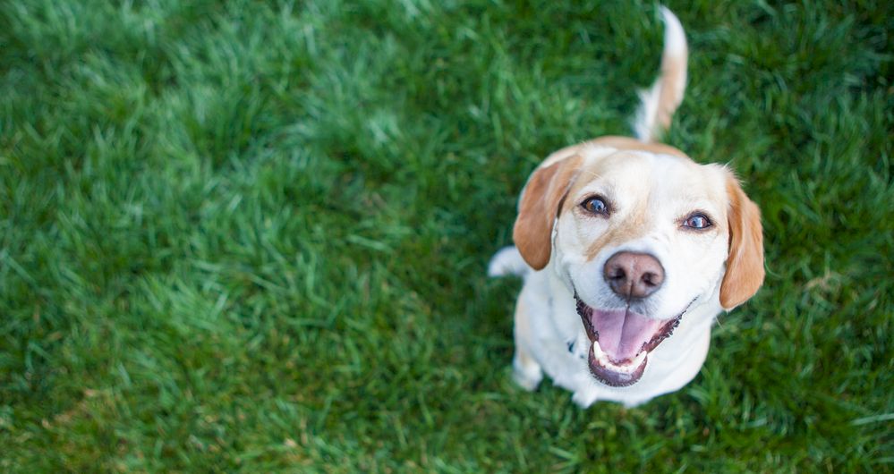 cane che convive bene con l'erba sintetica