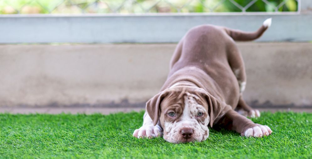 cane su prato erboso sintetico