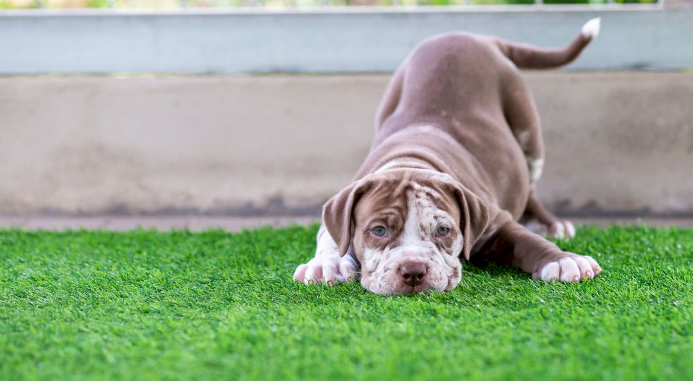 cane su prato erboso sintetico