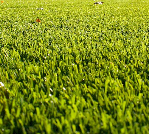 Gallery Prato sintetico RG Bloom - Prato Sintetico RG Bloom