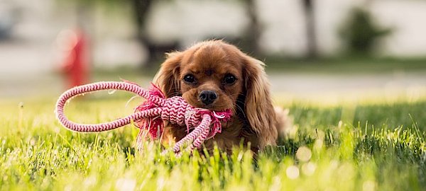 La scelta: dove abita un cane, erba sintetica con intaso
